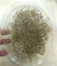 Teloxis aristata albero